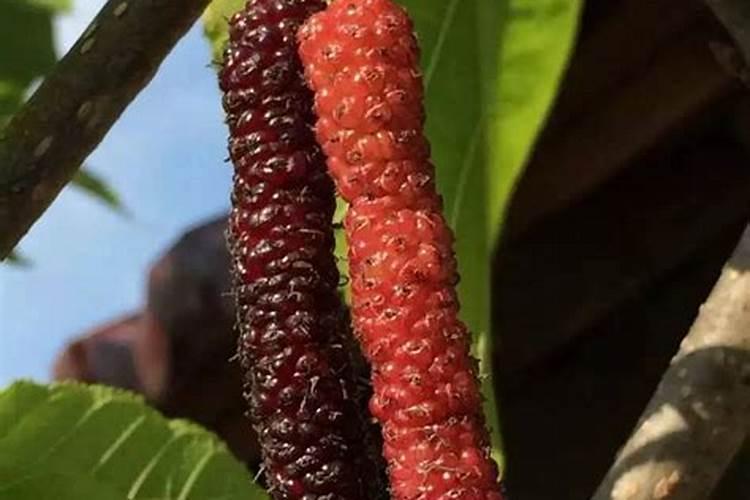 桑葚种植技术及高产要点
