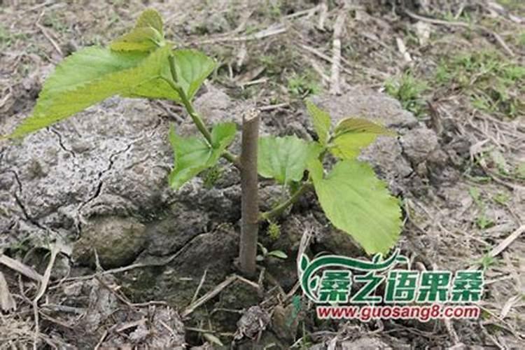 求助:长果桑咋施肥,得用多大的盆种
