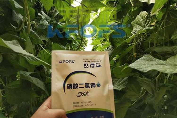 芡实的营养作用？
