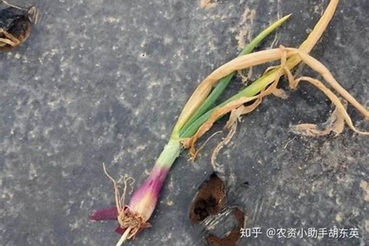 叶面肥和杀菌剂能混用吗 叶面肥和杀菌剂使用注意事项
