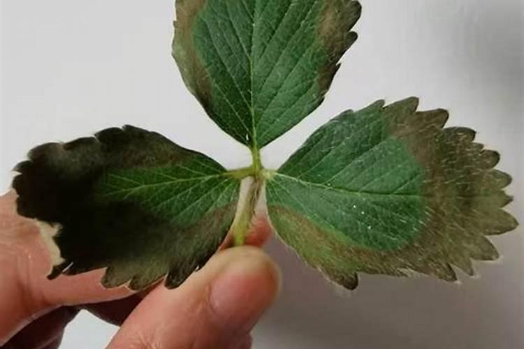 柠檬开花打不打药