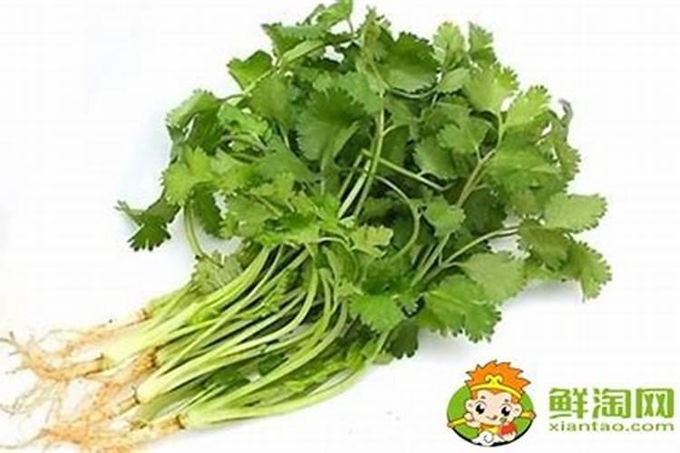 月季夏天旺季浇水僵苗了怎么办 月季夏天旺季浇水僵苗了解决方法百度知 ...