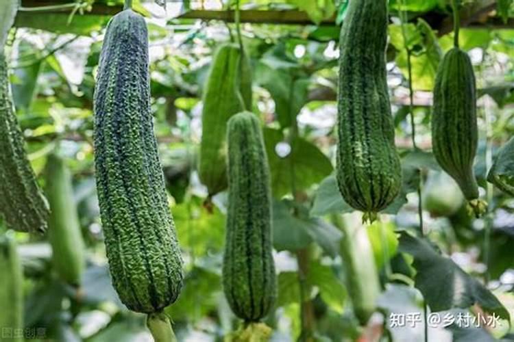 丝瓜用什么肥料产量高 挂果后施什么肥料