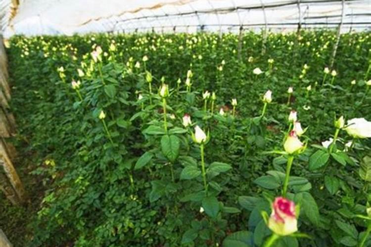 芹菜幼苗怎样施肥,施什么肥好