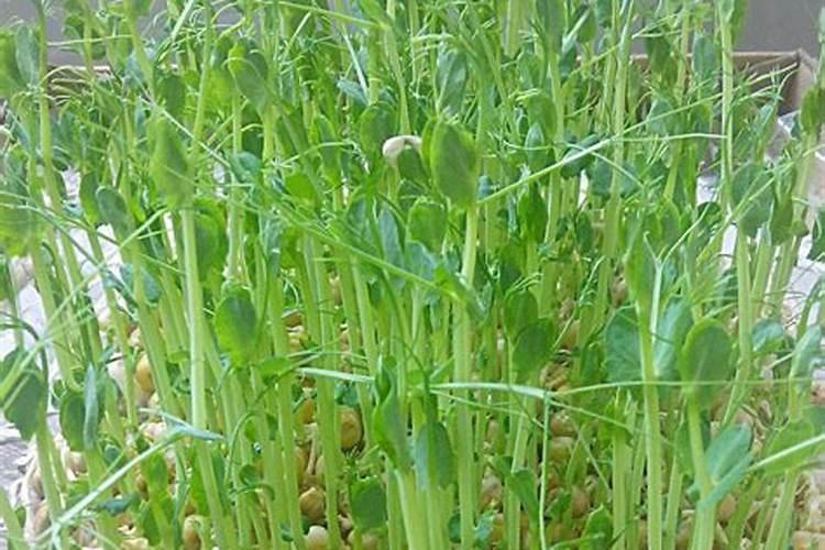 碗豆苗用什么肥料好