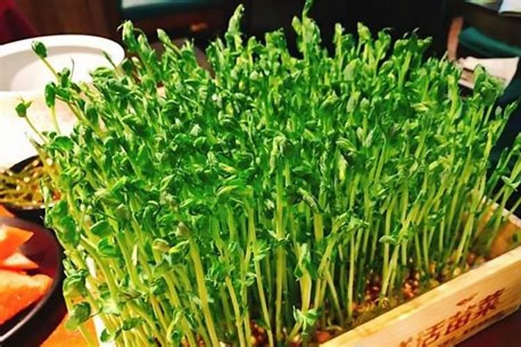 番茄烂果用什么药