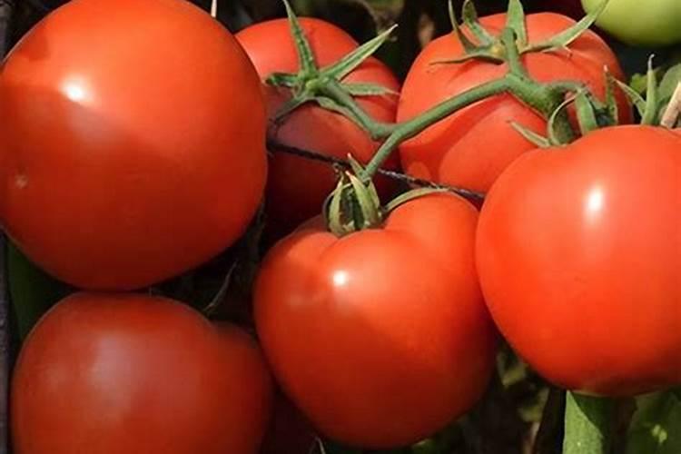 磷肥可以施在什么植物上