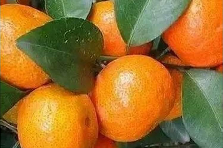 如何给花生追施钙肥？