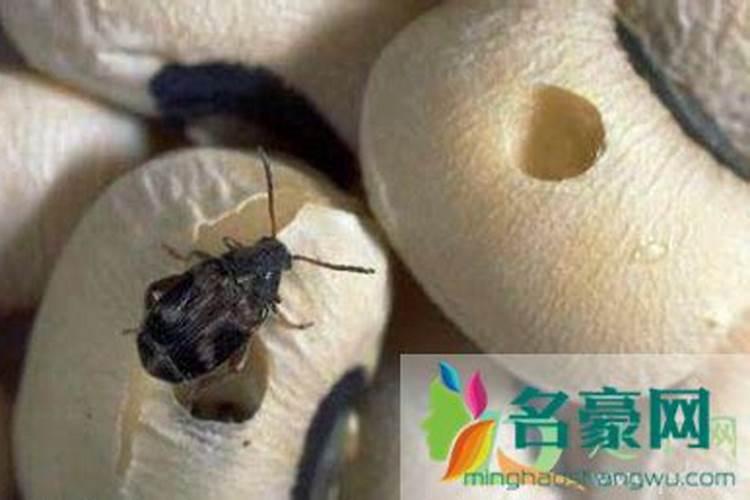 生蚝会自己长出壳吗