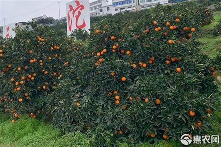 永兴冰糖橙,如何进行有效的增甜？