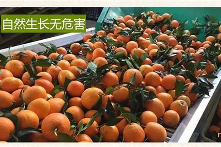 [苹果褐斑病防治中应注意的几个问题]褐斑病防治