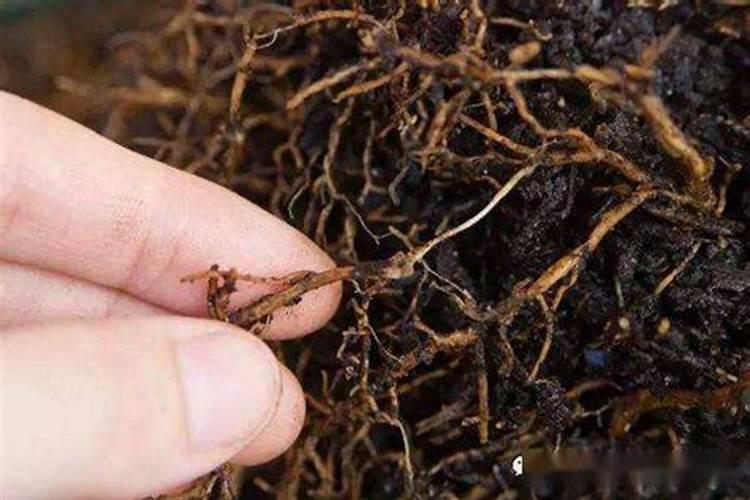 怎样给葡萄喷肥才能效果达到最好？