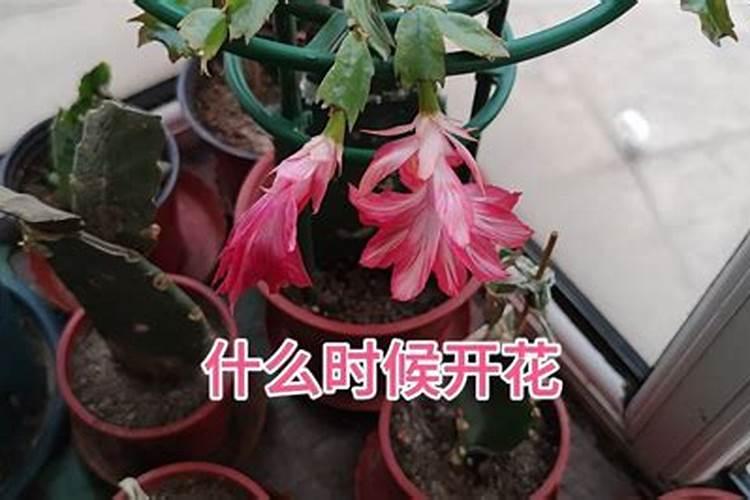 葡萄第一次打硼,钙,锌叶面肥什么时候