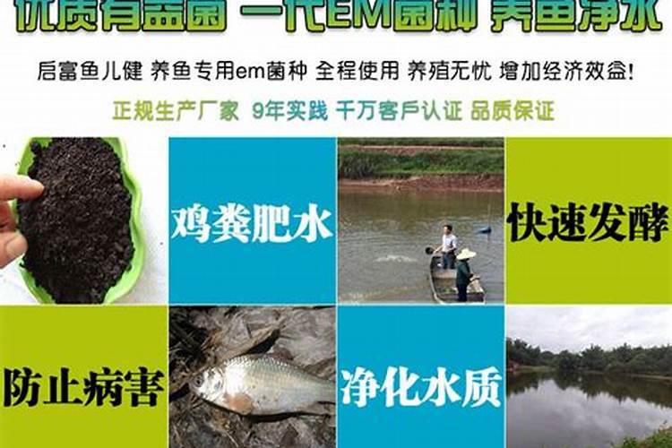 这么让鱼屎发酵