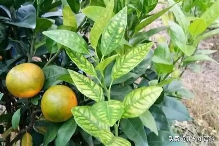番茄平衡肥什么时候用(番茄平衡肥与高钾肥的使用)