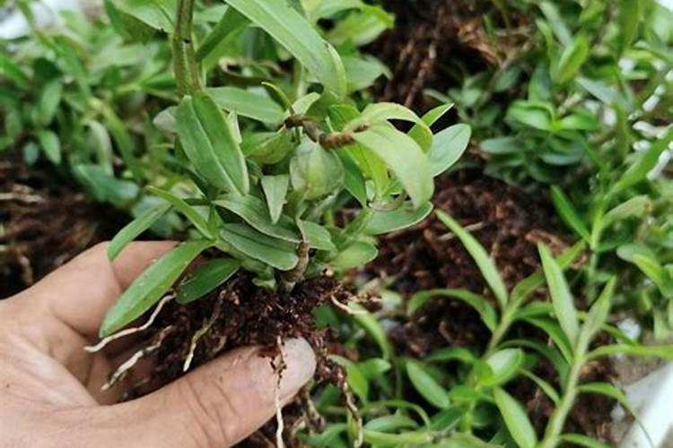 盆栽石斛的种植方法和注意事项