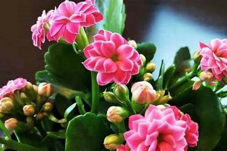 长寿花冬季施什么肥