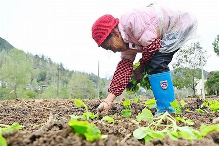 油菜移栽后几天可施肥
