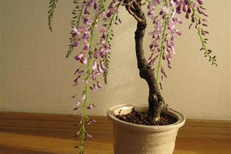种植葡萄必须知道的5个关键施肥期在什么时候