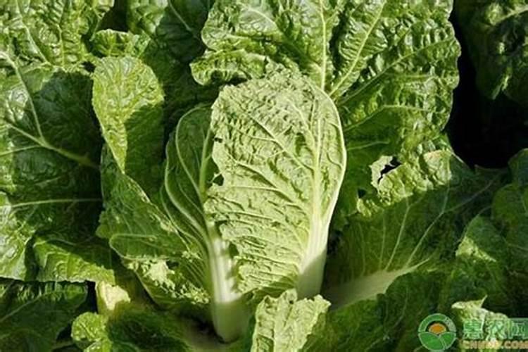 种白菜要施什么肥料