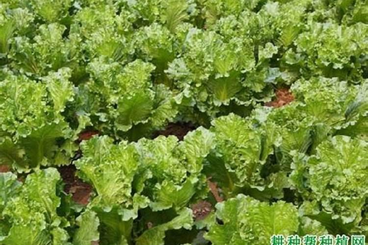 大白菜最适合用什么肥做追肥