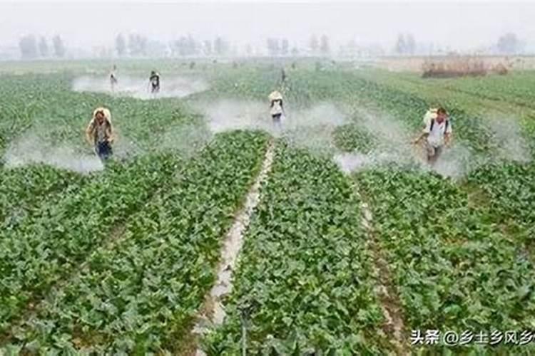 夏天温度38度月季怎么办