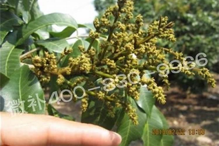 空心菜用什么肥料最好