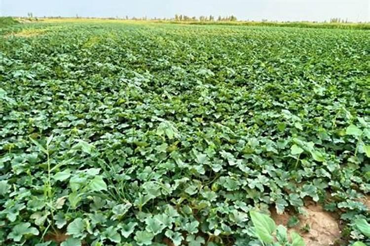 香樟树移植后怎么浇水？香樟移栽后浇水施肥方法