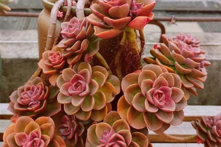 芸苔素能解药害吗