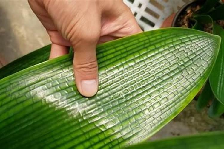 玉米几叶能用芸苔素,芸苔素多久喷一次