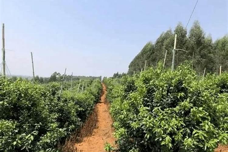 柑橘树施什么复合肥好呢？一年要施多少次？(大树)
