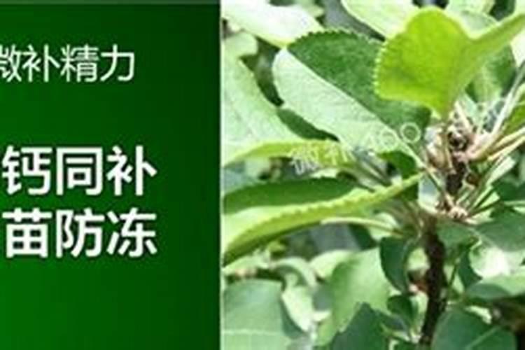 买一袋美国钾肥宝可以浇菜吗
