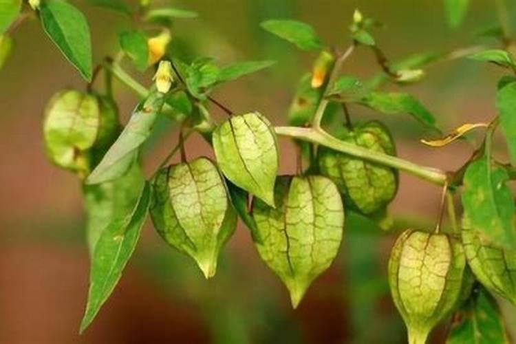 夏天吊灯笼植物可以放在室外吗？