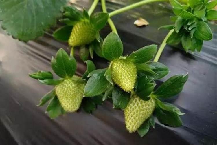草莓在种植过程中需要补钙吗 草莓缺钙怎么办用什么补钙最好