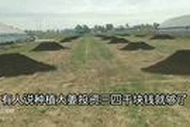 大姜用几次黄腐酸钾？