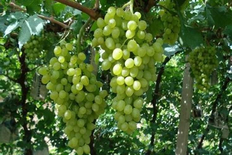 茉莉花施什么肥最好 适合用什么肥料
