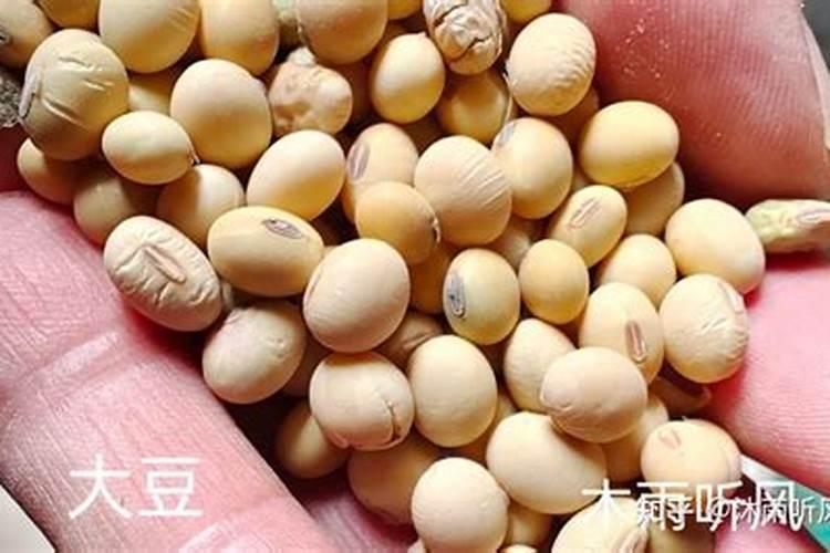 黄豆生长过程中施肥状况