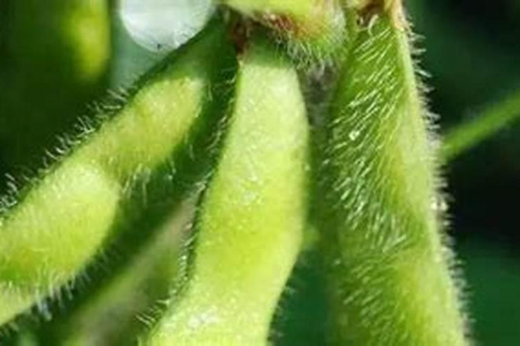 黄豆最佳种植时间,在种植过程中,需要注意些什么？
