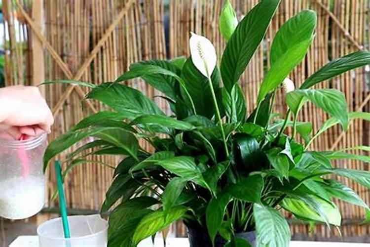 给植物补充基本三种元素,长叶开花变得很简单,新手赶紧学起来百度知 ...