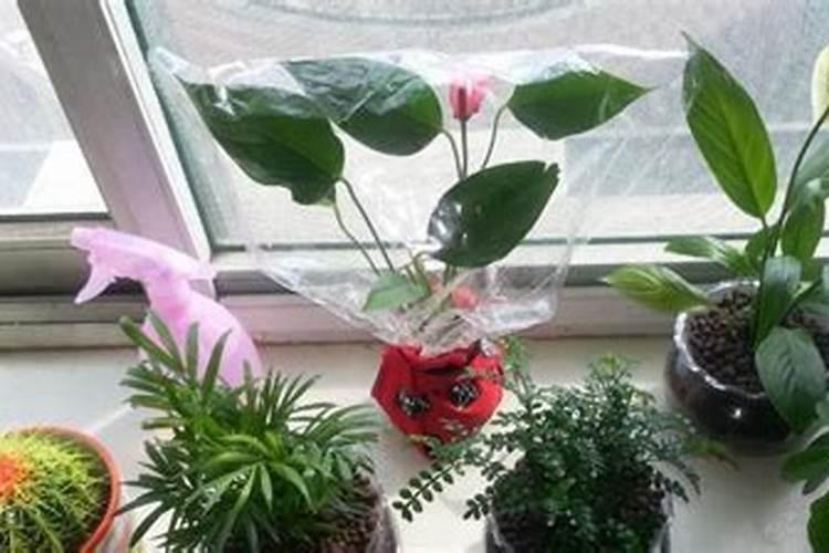 新手种花技巧