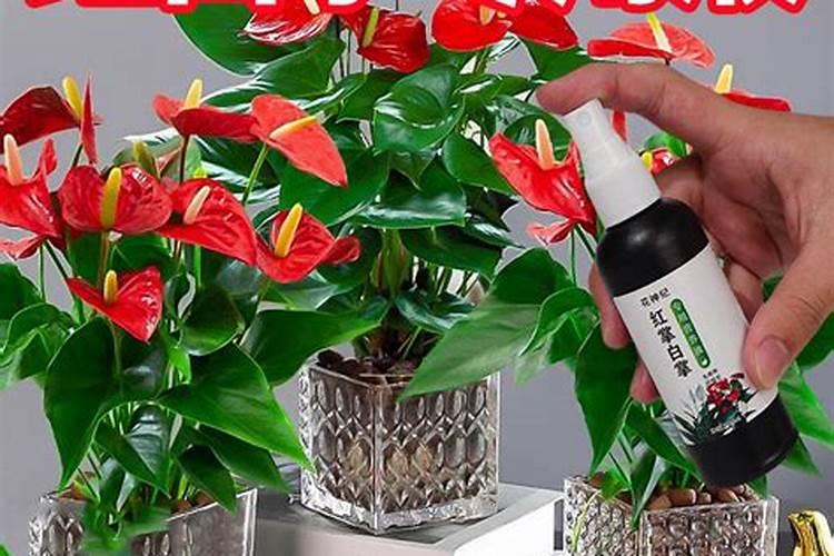 白撑怎么养才长得好 白撑如何养才长得好