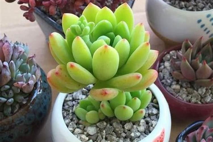 月季为什么只长笋芽不长花苞