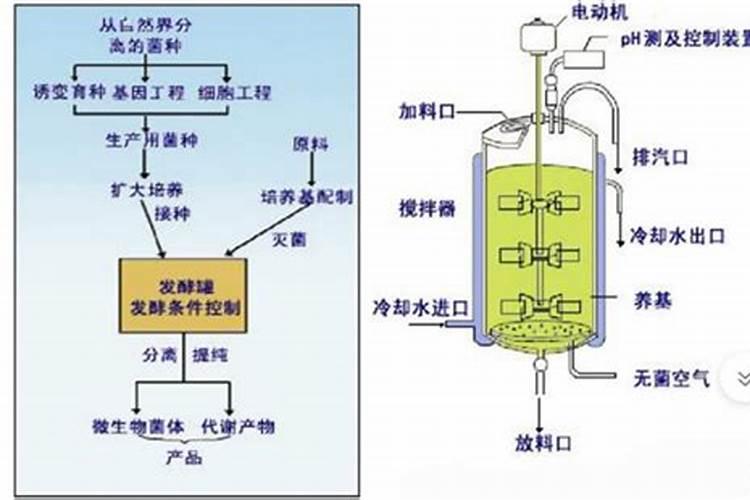 月季花谢花后修剪后冒新枝会长花苞吗