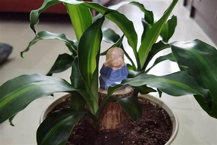 巴西木什么季节施肥最好