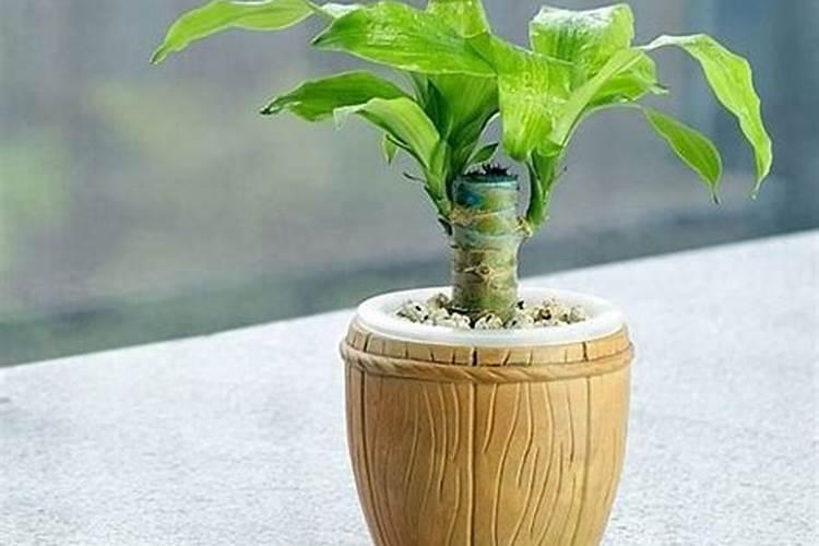 巴西木最好的肥料是什么？