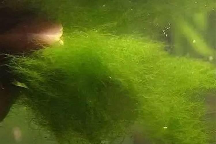 撒可富花生专用肥怎么样