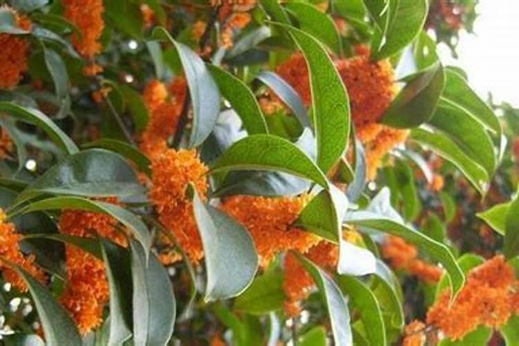 桂花树用什么肥料最好？