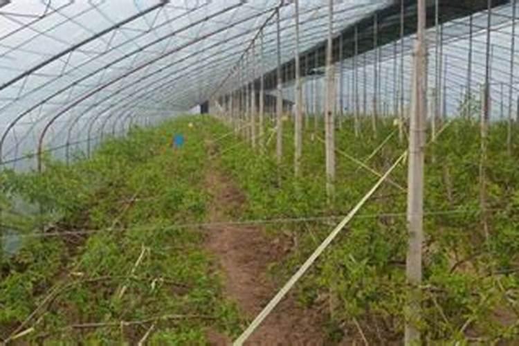 复硝酚钠生根效果,不能和什么农药混用
