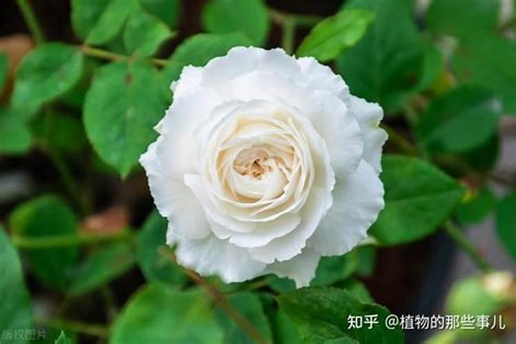 养兰花一定要放石子的好处