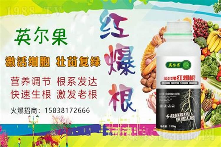 葡萄生根肥用什么好
